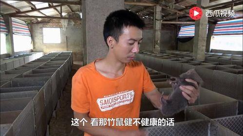 外卖员陈阳吃瓜视频播放,揭秘瓜界新宠