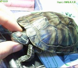 巴西龟吃哈密瓜视频播放,一场奇妙的味蕾之旅