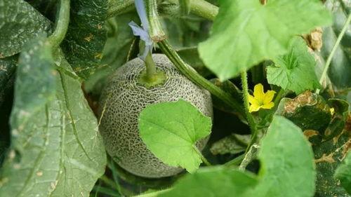 吃瓜视频夏天清凉,吃瓜视频带你畅享清凉一夏