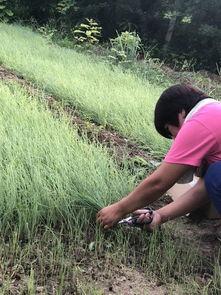 北京群众吃瓜视频,一网打尽热门话题与趣味瞬间