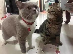 二只母猫吃瓜视频,二只母猫吃瓜视频萌态十足