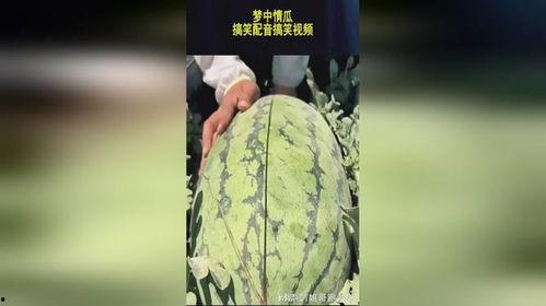 吃瓜赠瓜搞笑视频大全集