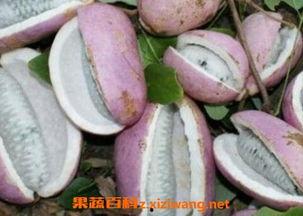 东北吃八月瓜视频大全,视频大全带你领略地方特色