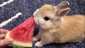 兔兔公主吃瓜视频,一场视觉与味蕾的双重盛宴