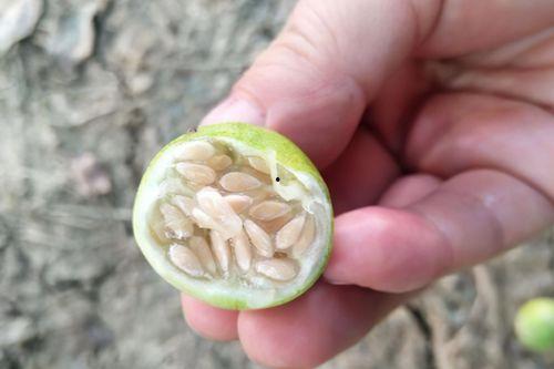 到农村吃小瓜视频,跟随镜头品味乡村小瓜美味时光